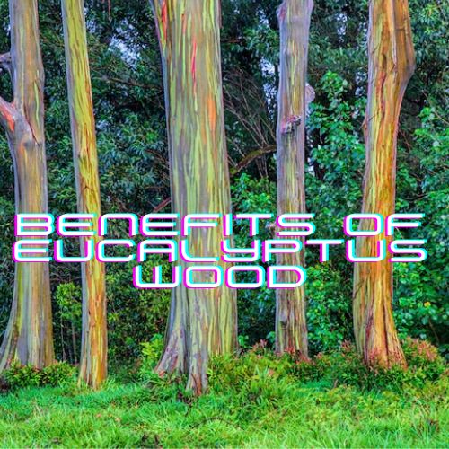 Benefits of Eucalyptus Wood