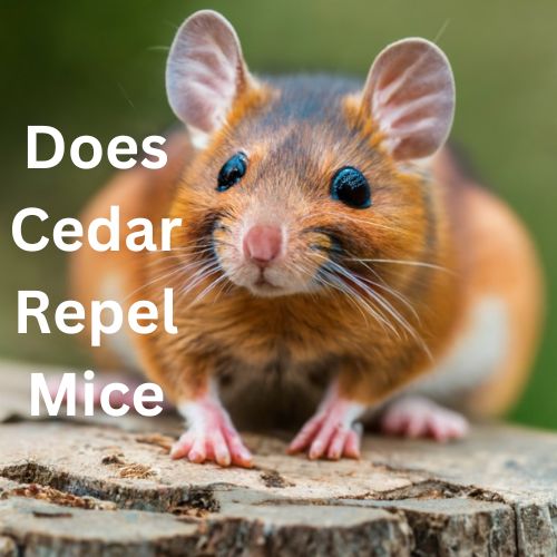 Does Cedar Repel Mice