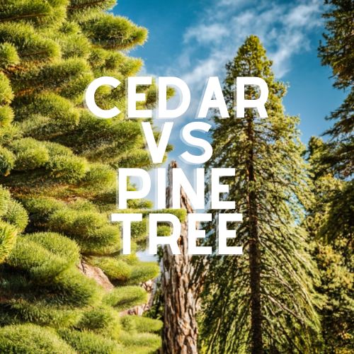 Cedar vs Pine Tree